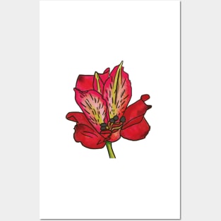 Alstroemeria Posters and Art